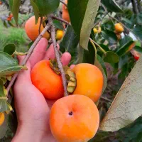خرمالو تازه|خوردنی و آشامیدنی|رشت, سلیمانداراب|دیوار