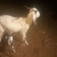 یک عدد بز زاییده دوقلو|حیوانات مزرعه|سبزوار, قصبه غربی|دیوار