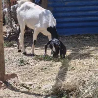 دو عدد بز نژاد دار دوقلوزا