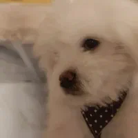 سگ پاپی ریز آپارتمانی فروشی|سگ|نجف‌آباد, امیرآباد|دیوار