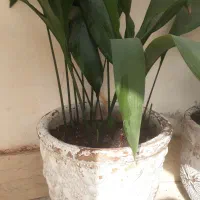 گل یشم گل عبایی با گلدان بزرگ وگلدان سفالی دیواری|گل و گیاه طبیعی|رشت, توشیبا|دیوار