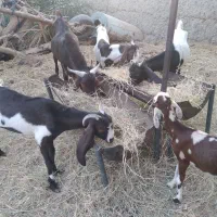 ۵عددگوسفند|حیوانات مزرعه|ماهان, |دیوار