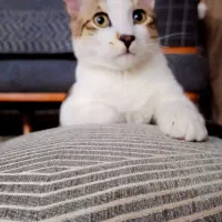 واگزای بچه گربه پنج ماه