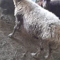یک راس شاه میش دوقلو جفت بره ها نر
