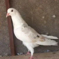 تعداد کبوتر فروشی