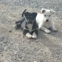 کوچوک پاپی|سگ|تربت جام, جامرود|دیوار