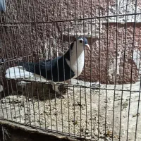 کفتر صید قلدر