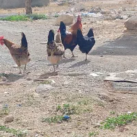 ۴عدد مرغ و خروس گلین لری قلم سبز ۹ماه