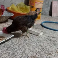 چنتا مرغ فروشی قیمت مناسب|حیوانات مزرعه|مسجد سلیمان, |دیوار