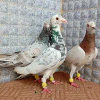 8 عدد کبوتر دورگ