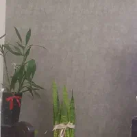 همخانه یا همخونه خانم