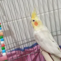 پرنده|پرنده|محمدیه-قزوین, |دیوار