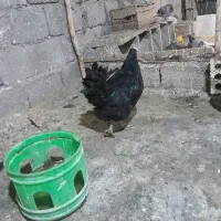 مرغ محلی اصل و کبوتر خوب|پرنده|چغادک, |دیوار