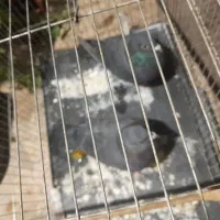 دوتا کفتر شهرستانی فروشی قرچک|پرنده|ری, علایین|دیوار