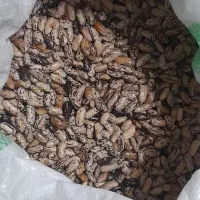پاچ باقالی وباقالی مازندرانی