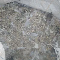 زیل یا کود کفتر