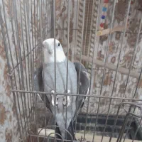 عروس هلندی نر