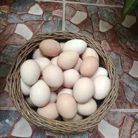 تخم مرغ محلی تاز دونه ای ۲۰