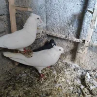 سفیدچشم سفیدماده