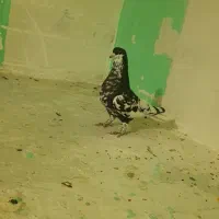 یال سیاه گلدار|پرنده|شیراز, کاراندیش|دیوار