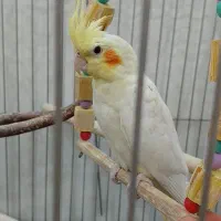 دو عدد جوجه عروس هلندی