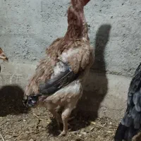 مرغ لاری تخم گذار|حیوانات مزرعه|دشت ذهاب, |دیوار