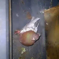 فروش کبوتر کله ای ماده مست