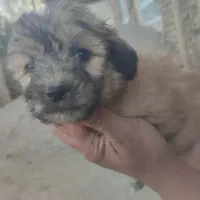 واگذاری یا معاوضه توله سگ های شیتزو اصل