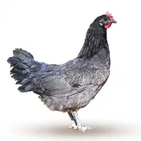 تخم مرغ  و جوجه 1 ، 2 و 3 ماهه نژاد آیسبار