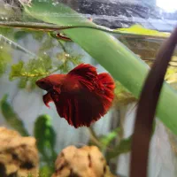 گیاه جاوا و فایتر هافمون