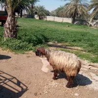 دوعددورندیل داشتی درجه یک