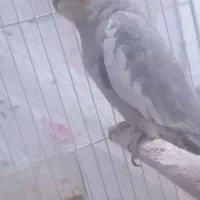 عروس هلندی نر و ماده|پرنده|گل تپه, |دیوار