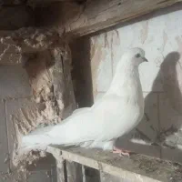 کبوتر یک عدد