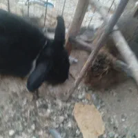 خرگوش لوپ