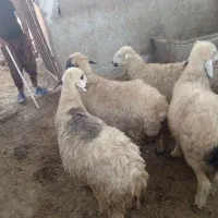 میش چاع|حیوانات مزرعه|شیراز, سلطان آباد|دیوار