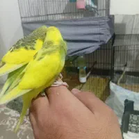 فروش 2 عدد مرغ عشق نیمه دستی  دونه ای150|پرنده|مهدی شهر, |دیوار