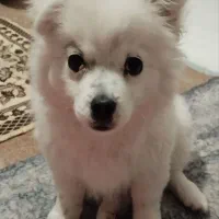 سگ اشتیپز نر سه ماهه