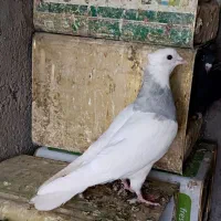 کفتر ماده طوقی یخی نسل درست کاکل میخ