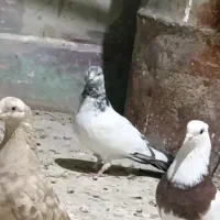 موبایل موبایل کبوتر|موبایل|مسجد سلیمان, |دیوار