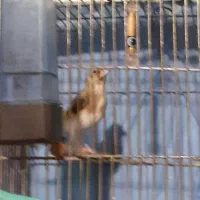 سهره نا خون سفید|پرنده|همدان, |دیوار