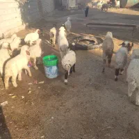 بره گوسفند.بز|حیوانات مزرعه|اهواز, شریعتی جنوبی|دیوار