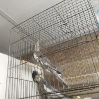 عروس با تخم