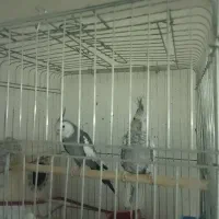 عروس هلندی خانگی، رسیدگی شده، سرحال و زیبا