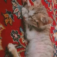 گربه خانگی|گربه|قرچک, |دیوار