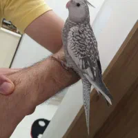 طوطی عروس هلندی