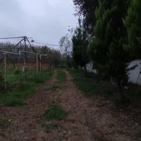 اجاره گلخانه|اجارهٔ دفتر صنعتی، کشاورزی، تجاری|طاهرگوراب, |دیوار