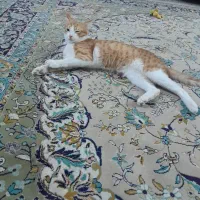 واگذاری رایگان سه عدد گربه خانگی|گربه|هشتگرد, فاز ۱ مهستان|دیوار