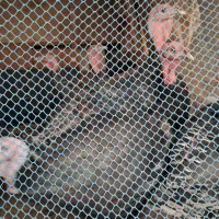 فروش بوقلمون نر