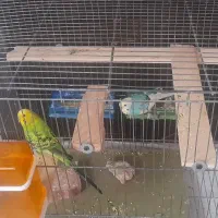 مرغ عشق|پرنده|رباط‌کریم, شهرک والفجر|دیوار