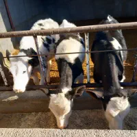 گوساله|حیوانات مزرعه|نیشابور, ریوند|دیوار